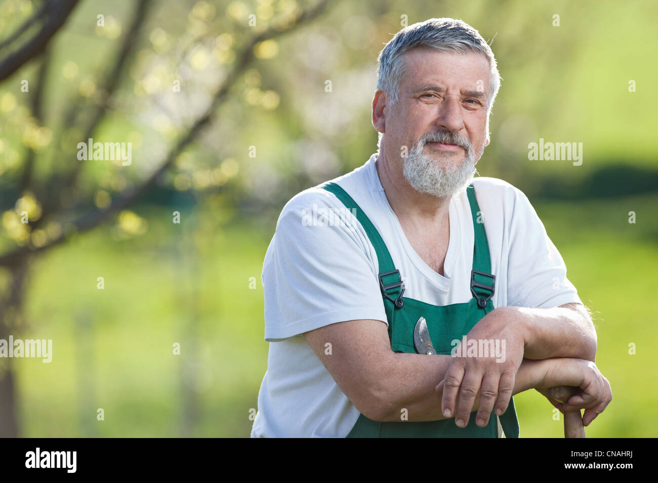 portrait of a senior man gardening in his garden (color toned image ...