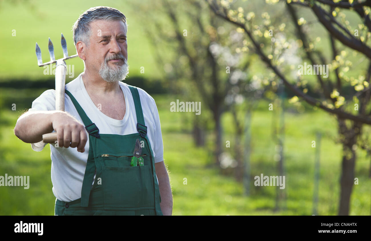 portrait of a senior man gardening in his garden (color toned image ...