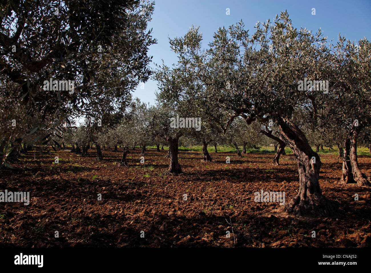 Trees in an olive grove near Trapani, Sicily, Italy Stock Photo - Alamy