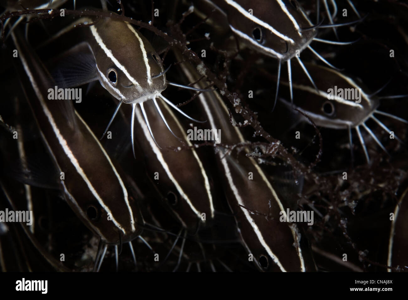Juvenile Striped eel catfish, Plotosus lineatus, swim in formation