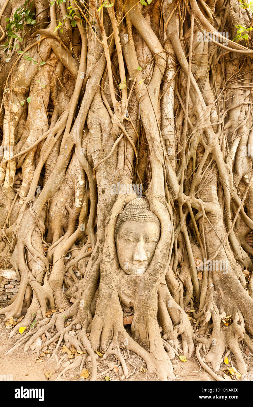 Thailand, Ayutthaya province, Ayutthaya, listed as World Heritage by UNESCO, Wat Phra Mahathat, Buddha head trapped in tree Stock Photo