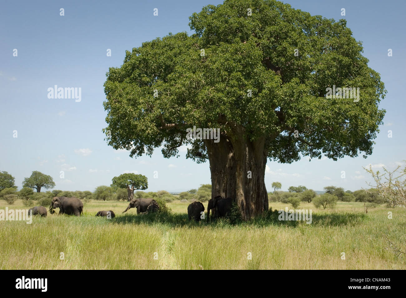 Elephants by baobab tree (Loxodonta africana Stock Photo Alamy