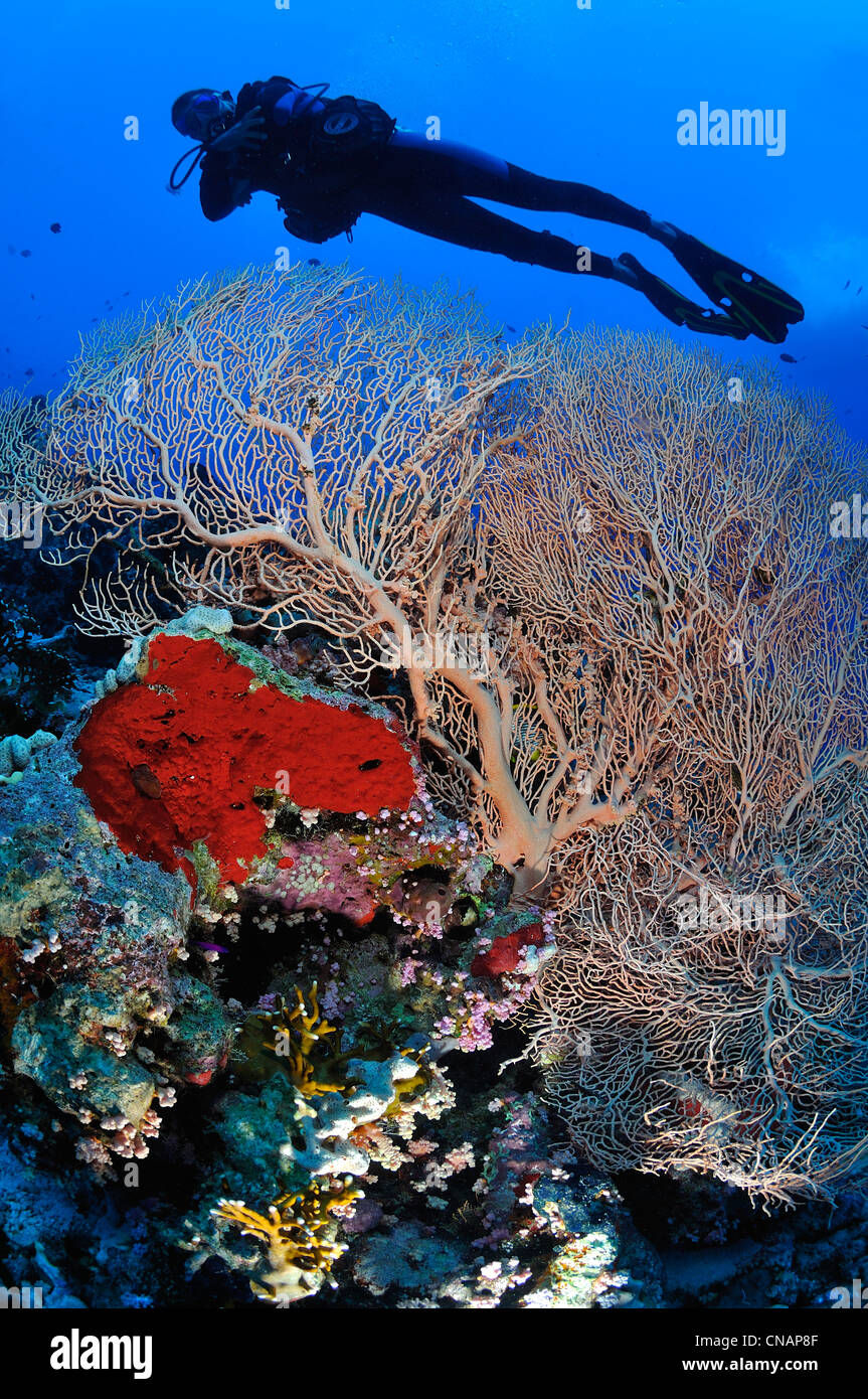 Egypt, Red sea, a coral reef with a fan-coral (Subergorgia hicksoni), a red boring-sponge (Cliona vastifica) and a diver Stock Photo