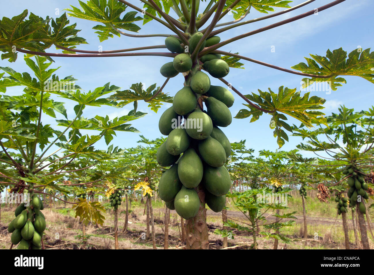 Carica papaya hi-res stock photography and images - Alamy