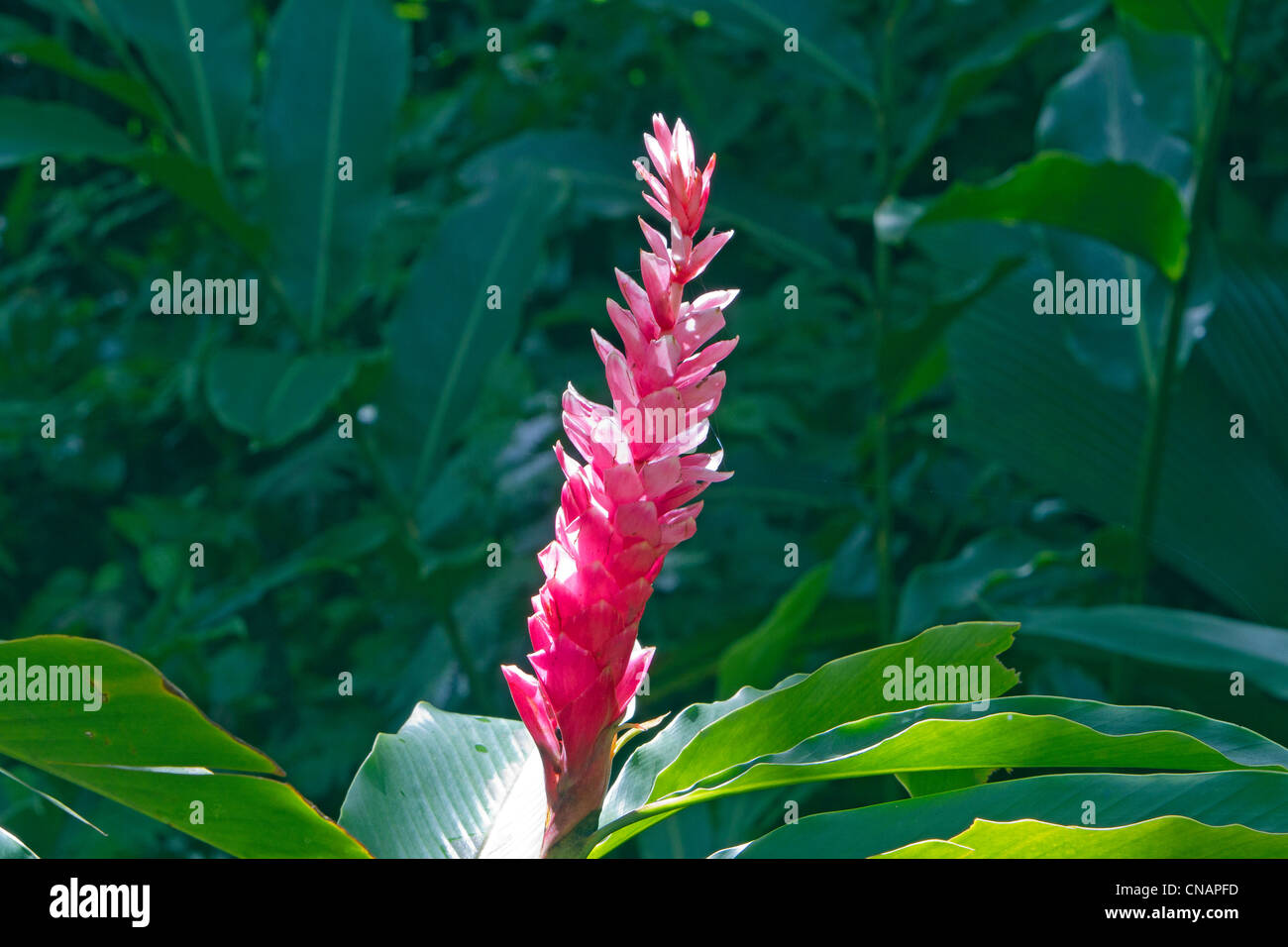 United States, Hawaii, Big island, Hilo, Hawaii tropical botanical garden (Alpinia malaccensis) Stock Photo