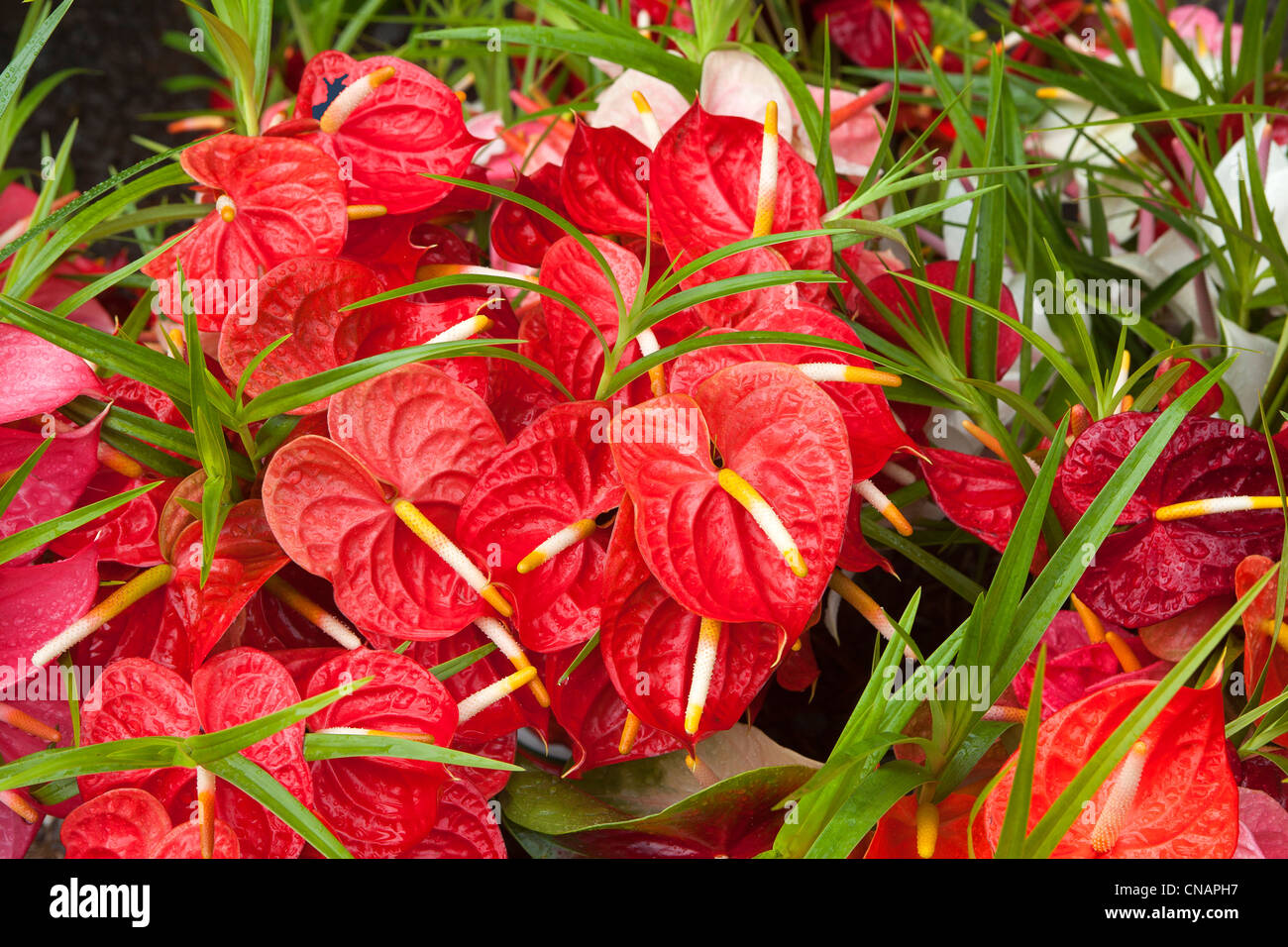 United States, Hawaii, Big island, Hilo, flower market, anthurium Stock Photo