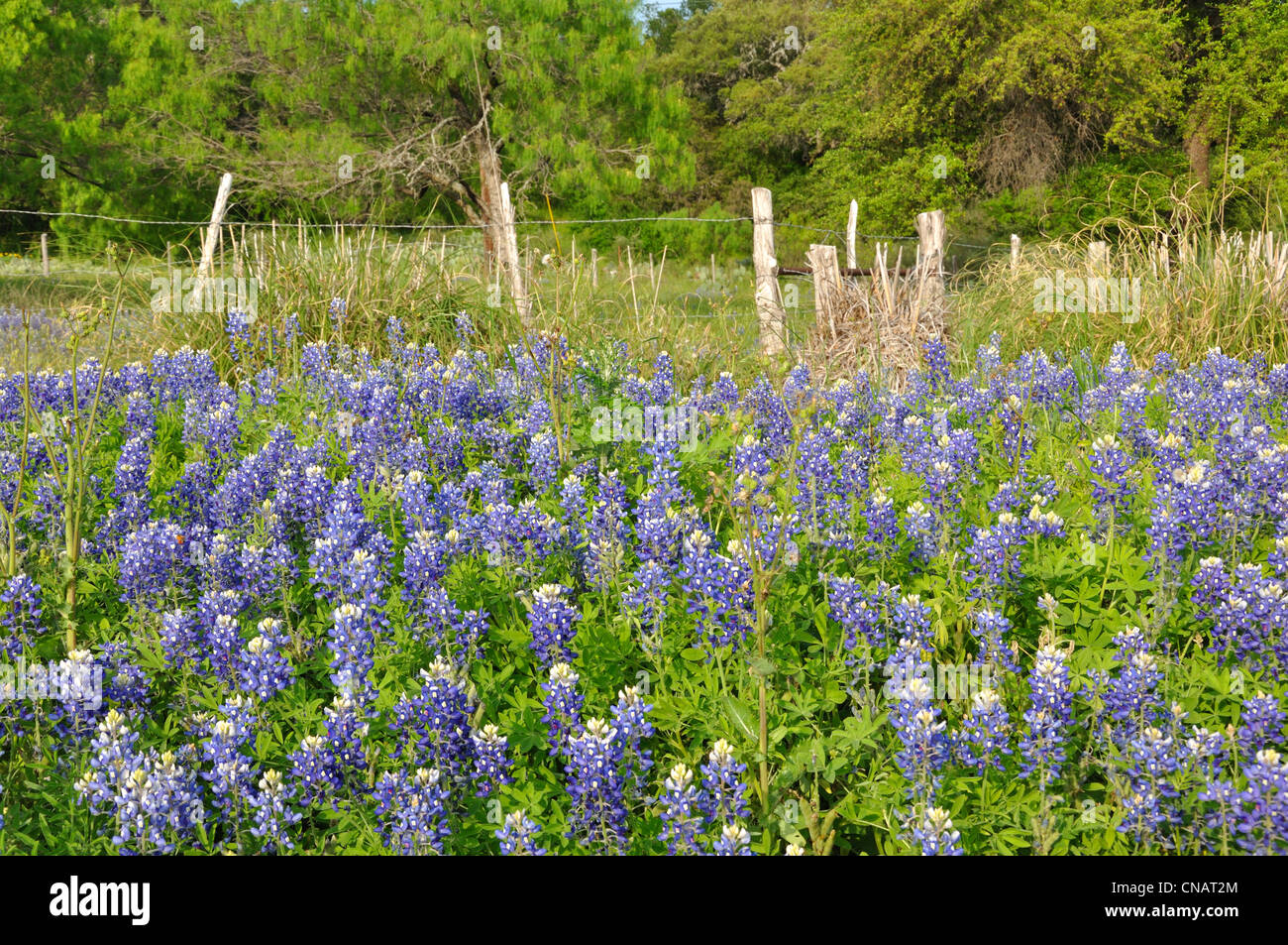 Texas, USA Stock Photo Alamy