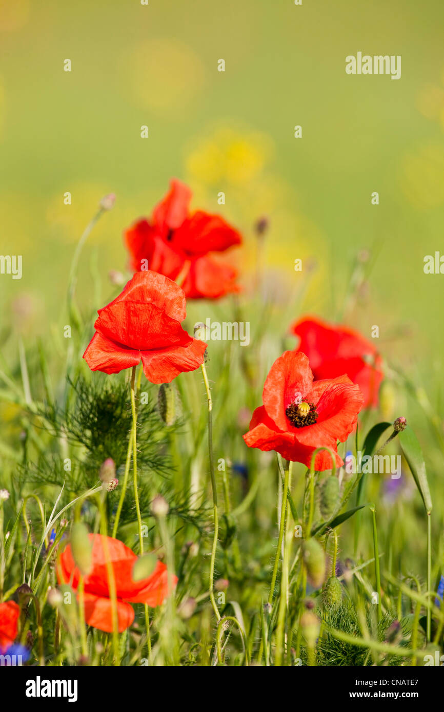 Red poppies blooming on hi-res stock photography and images - Alamy
