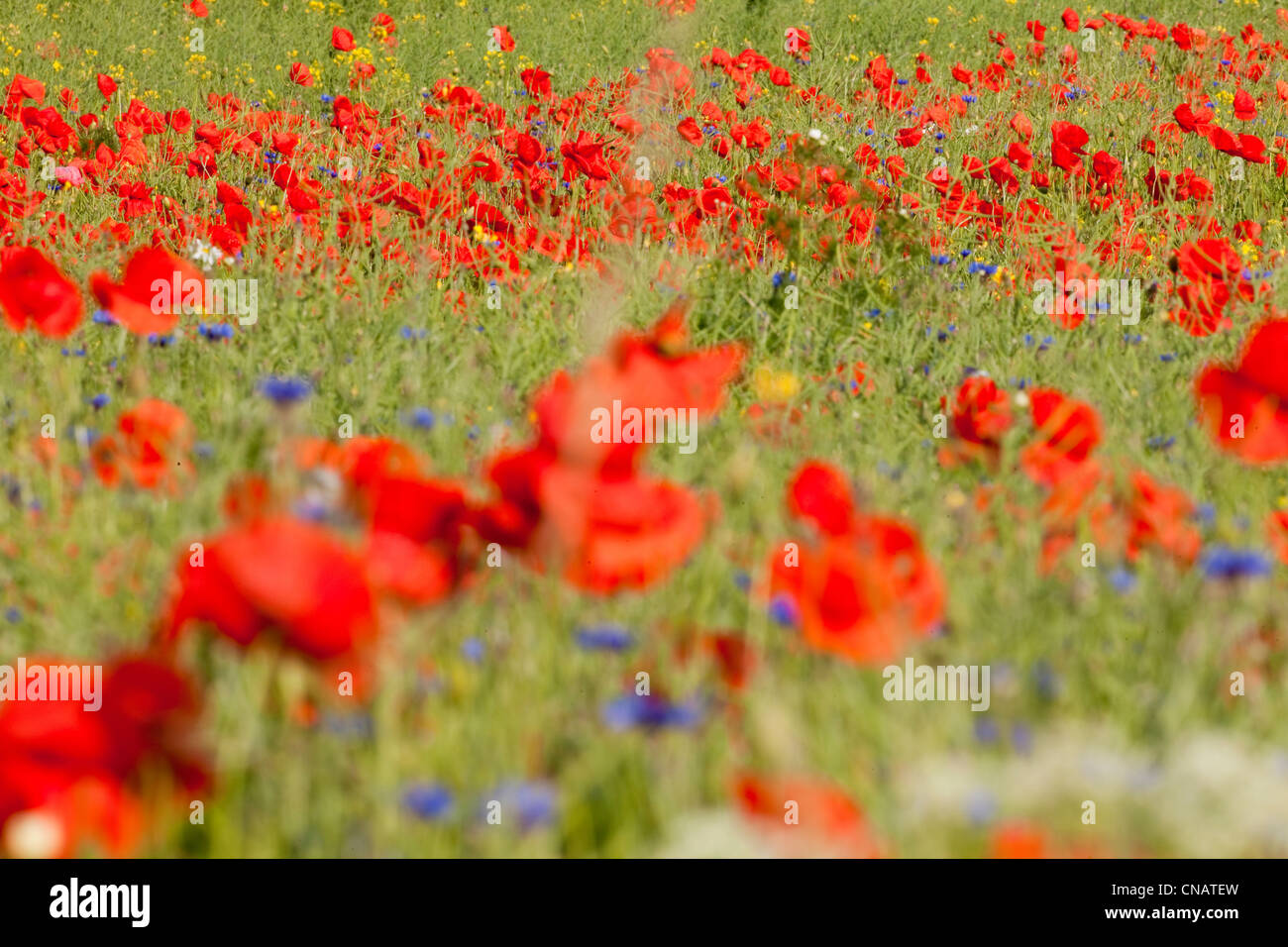 abundance of blooming wild flowers on the meadow at springtime Stock Photo