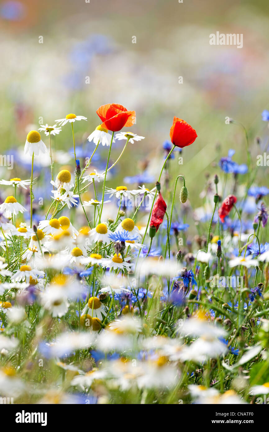 abundance of blooming wild flowers on the meadow at springtime Stock Photo