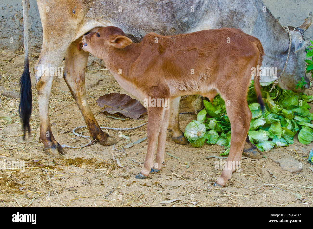 Animal feed milk mother hi-res stock photography and images - Alamy