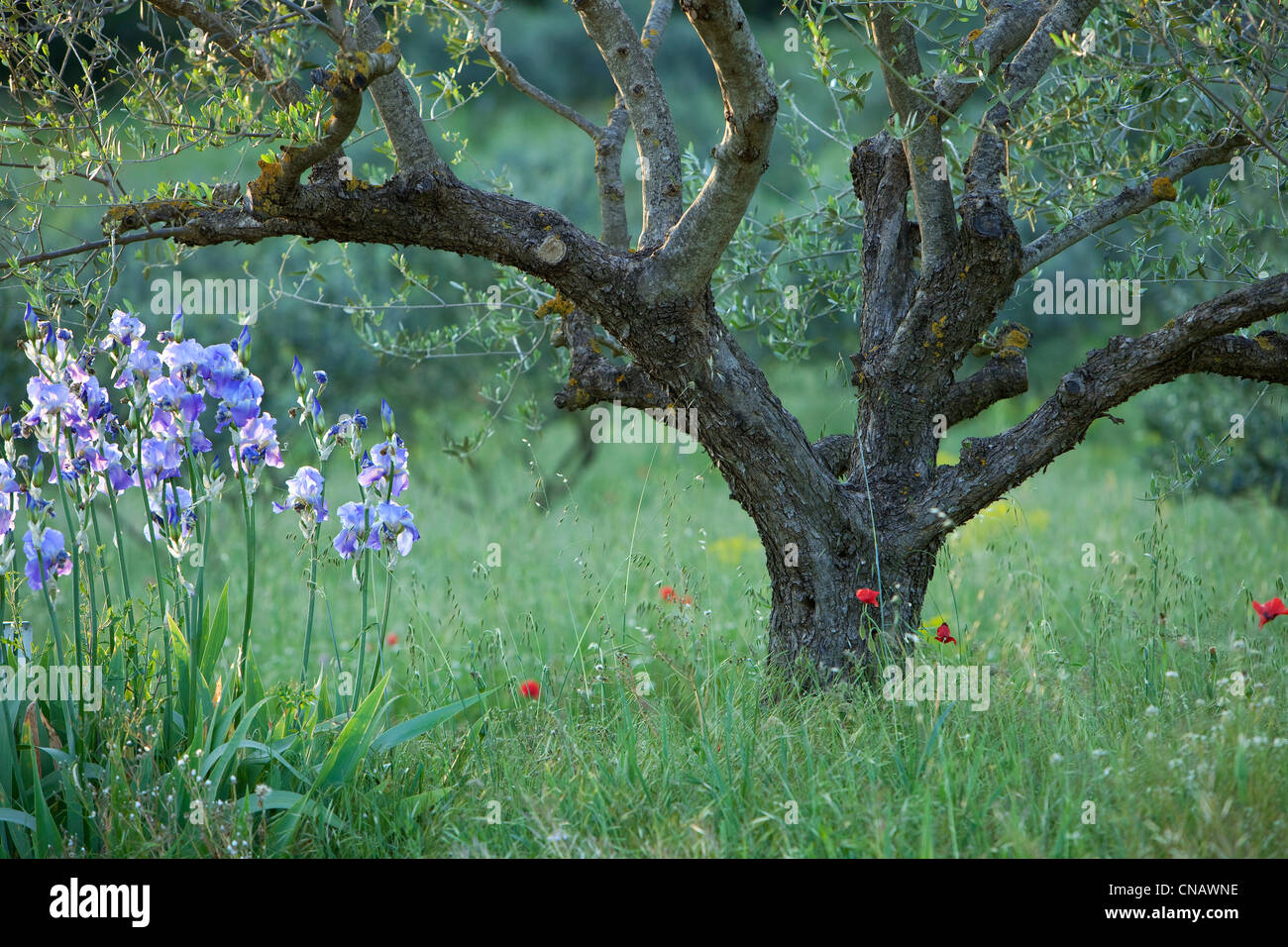 du vallon sourn hires stock photography and images Alamy