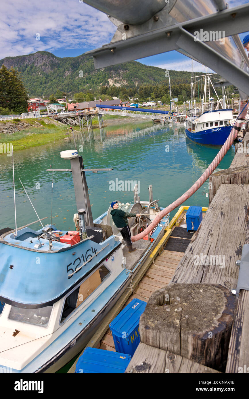 Commercial salmon fisherman loading crushed ice into his boat, Haines Boat Harbour, Haines