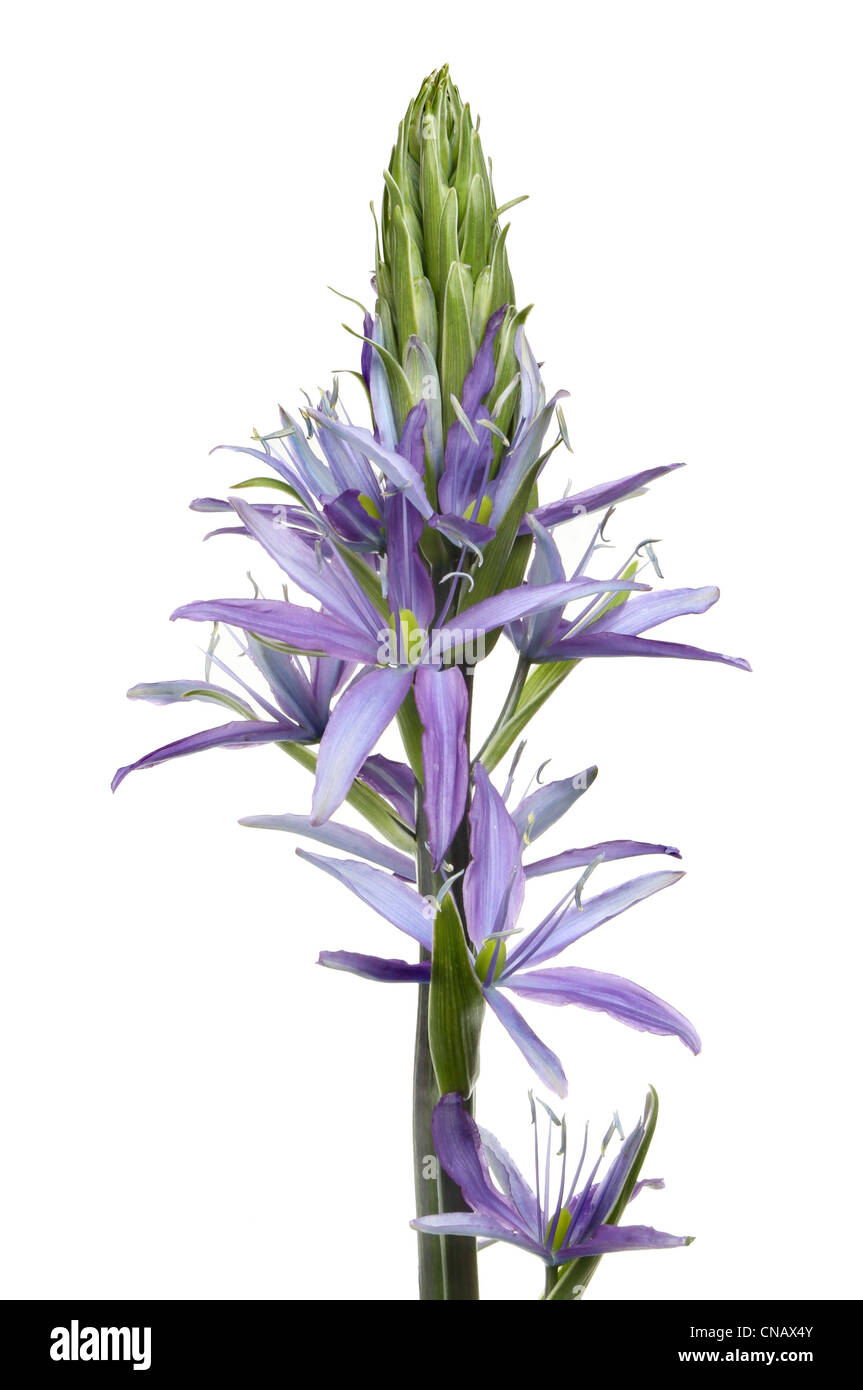 Closeup of flowers and flower spike of a Camassia leichtlinii caerulea plant isolated against white Stock Photo