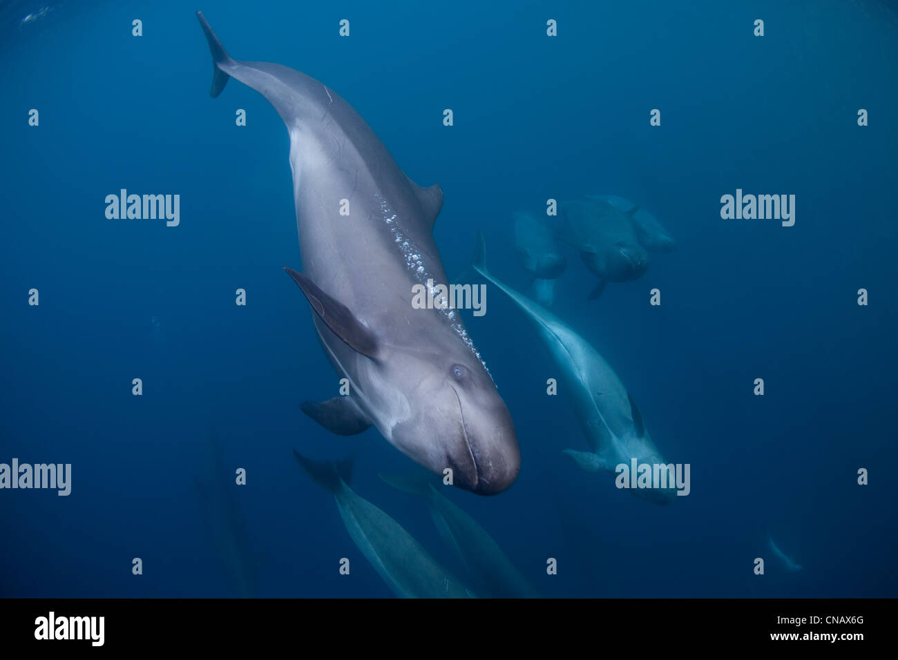 False killer whales swimming together Stock Photo