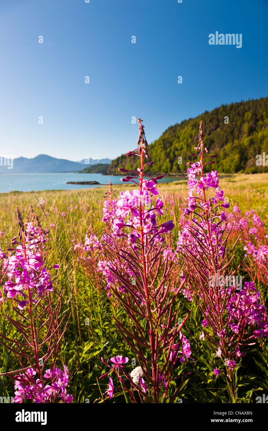 Scenic view of the each at Chilkat State Park, Chilkat Inlet, Haines ...