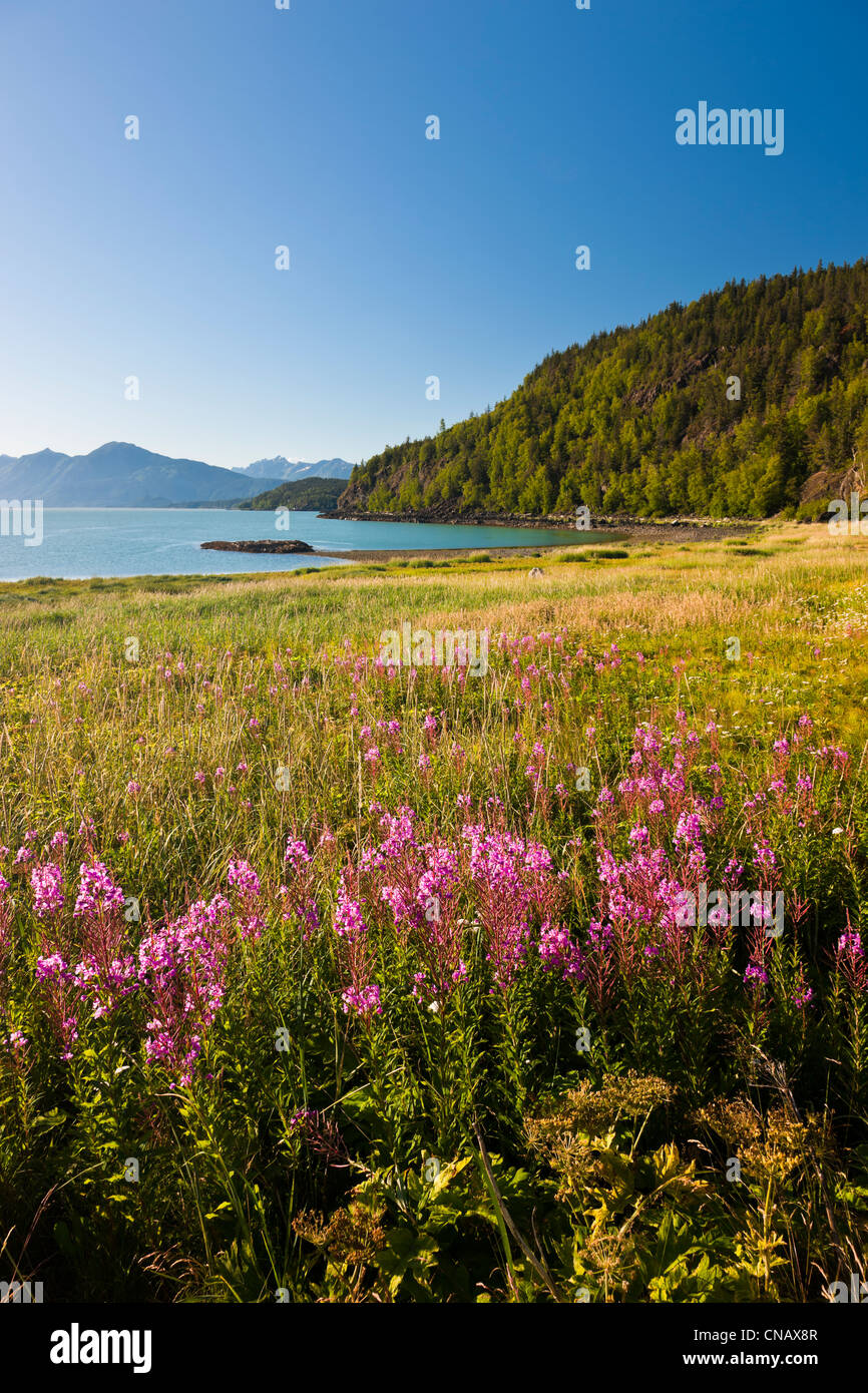 Scenic view of the each at Chilkat State Park, Chilkat Inlet, Haines ...