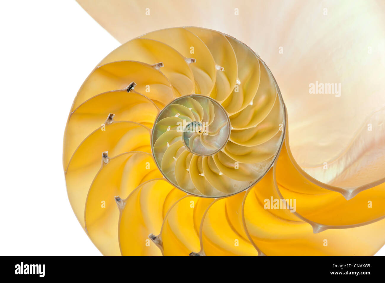 Detailed photo of a halved backlit shell of a chambered nautilus (Nautilus pompilius) Stock Photo