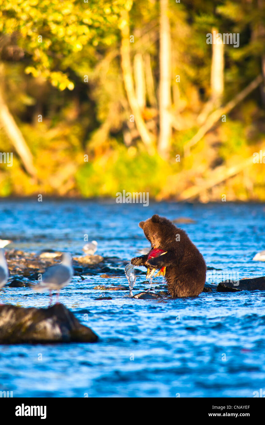 Young Brown bear cub standing on hind legs catches its first salmon in Russian River, Kenai Peninsula, Alaska, Autumn Stock Photo