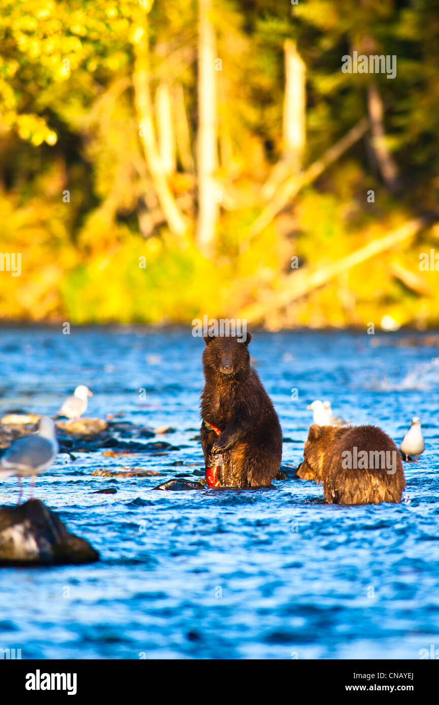 Two young brown bear cubs fishing for salmon on a late summer evening ...