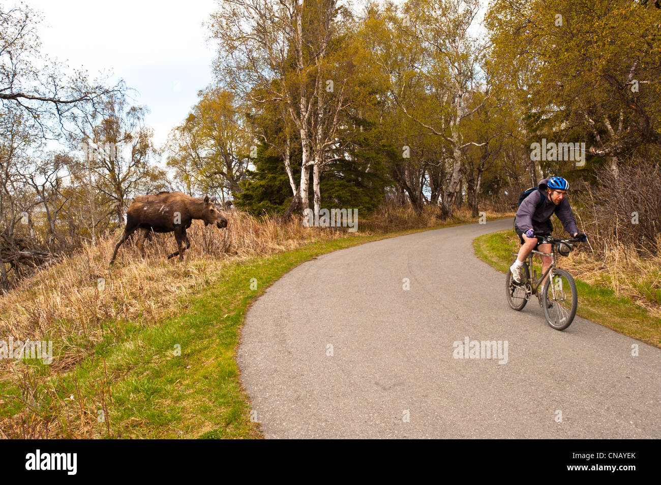 A cyclist bicycles past a young moose feeding near the Tony Knowles Coastal Trail near Kincaid Park in Anchorage, Alaska, Spring Stock Photo