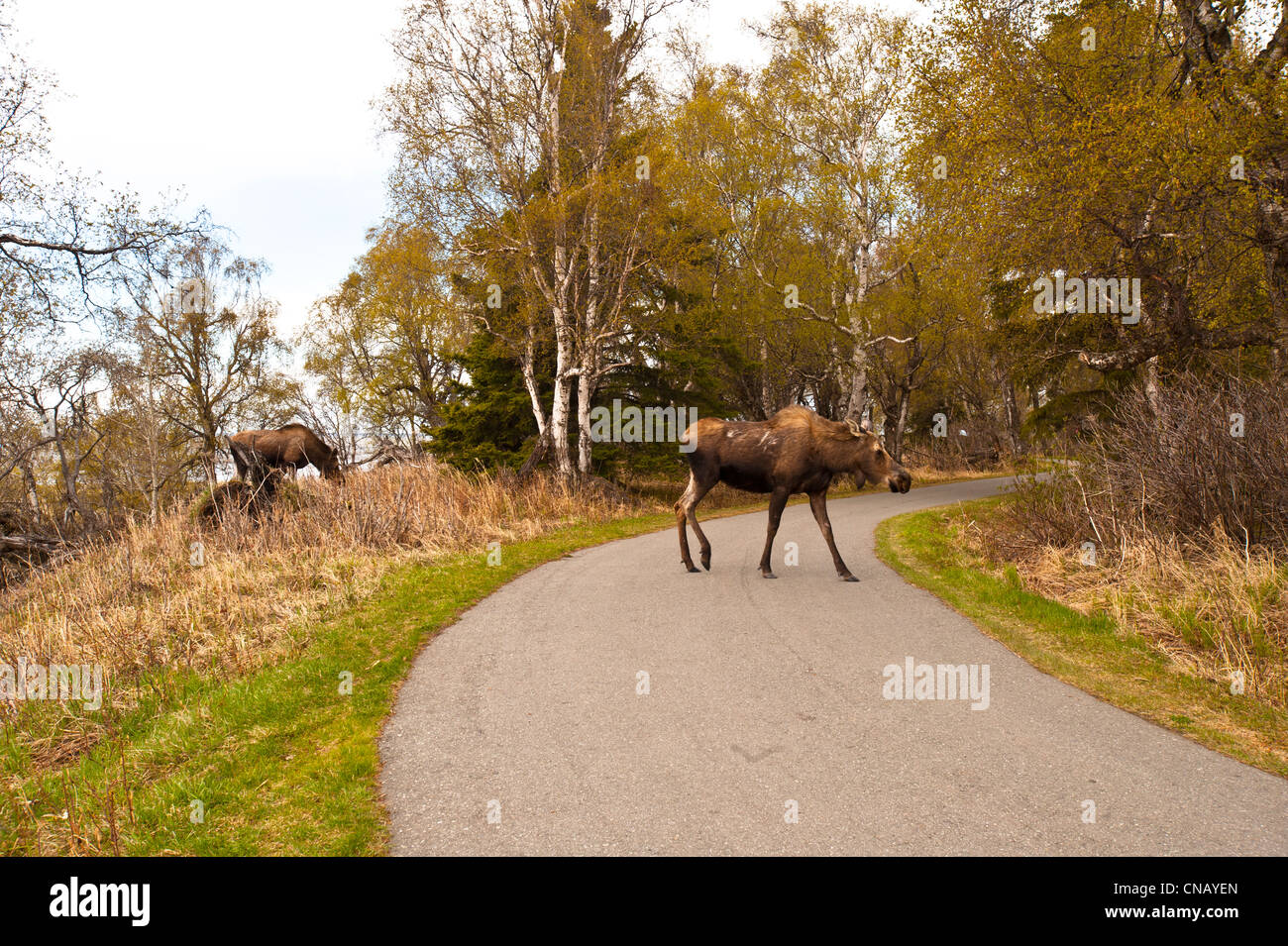 Two moose grazing along the Tony Knowles Coastal Trail in Kincaid Park, Anchorage, Southcentral Alaska, Spring Stock Photo