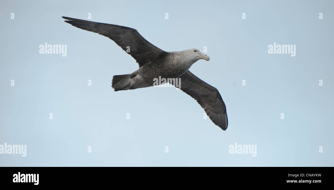 Southern giant petrel (Macronectes giganteus) in flight, South Orkney Islands, Southern Ocean Stock Photo