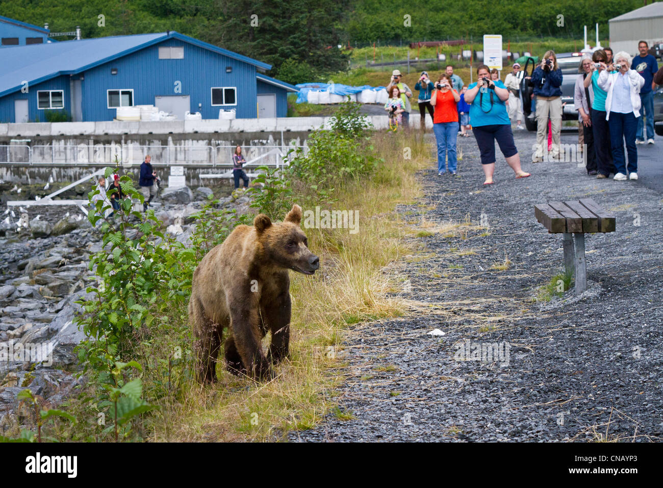 Young Brown bear walks along the shoreline at Allison Point people walking nearby in the background, Valdez, Alaska Stock Photo
