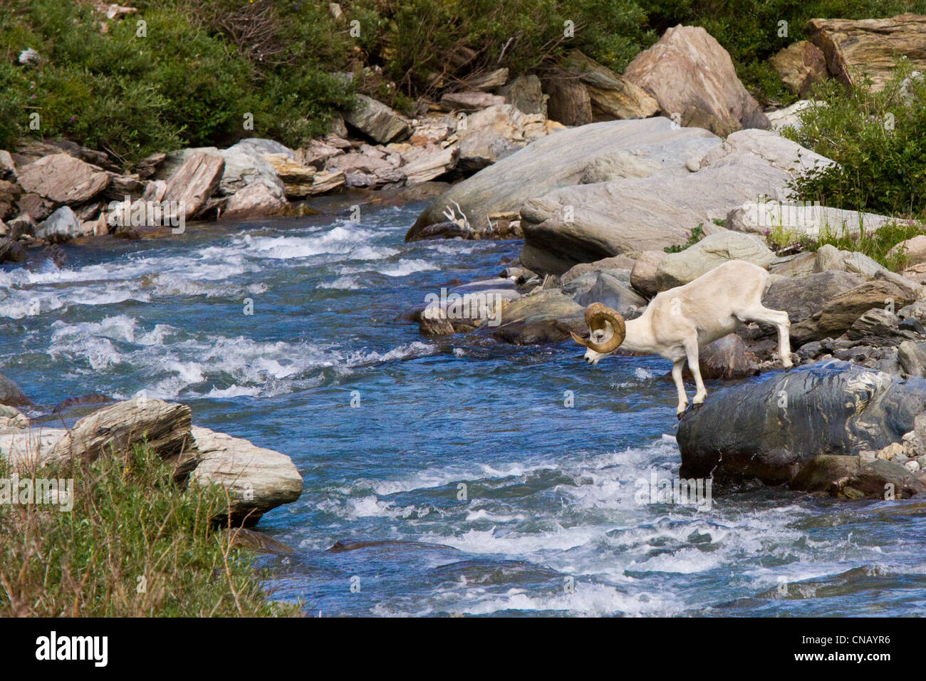 Sequence of a full curl Dall Sheep ram jumping across Savage River ...