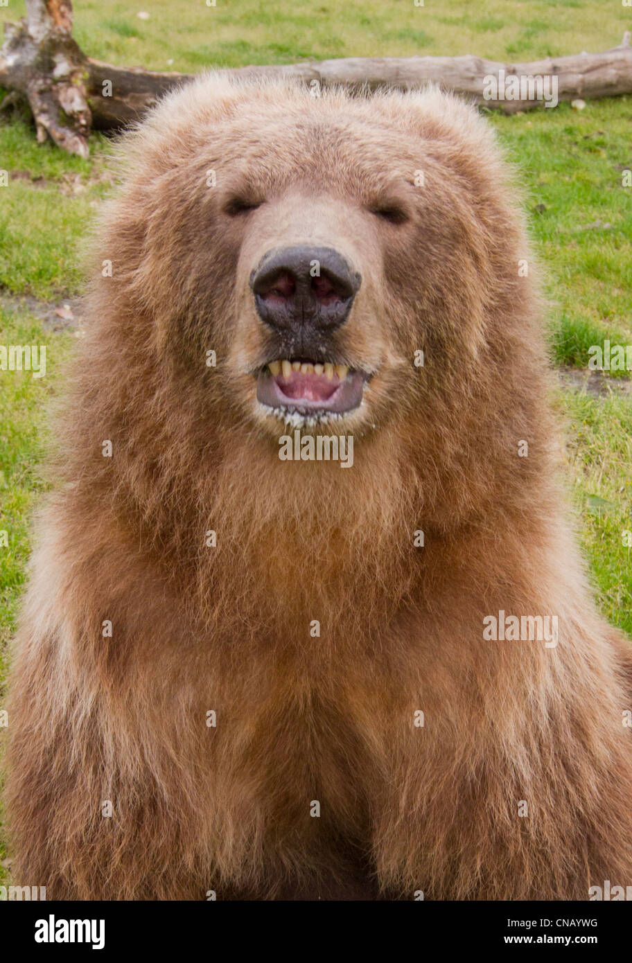 CAPTIVE: Close up of a young female Kodiak Brown bear showing teeth