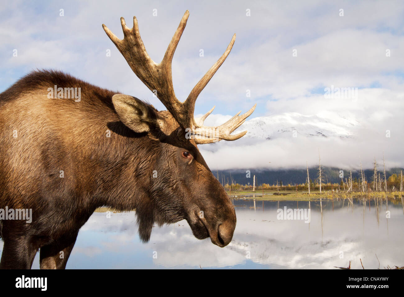 Moose profile hi-res stock photography and images - Alamy