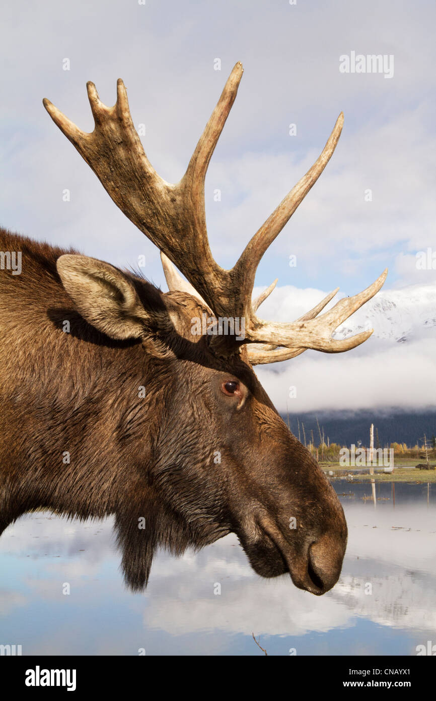 CAPTIVE: Side view of a bull moose standing next to a pond, Alaska