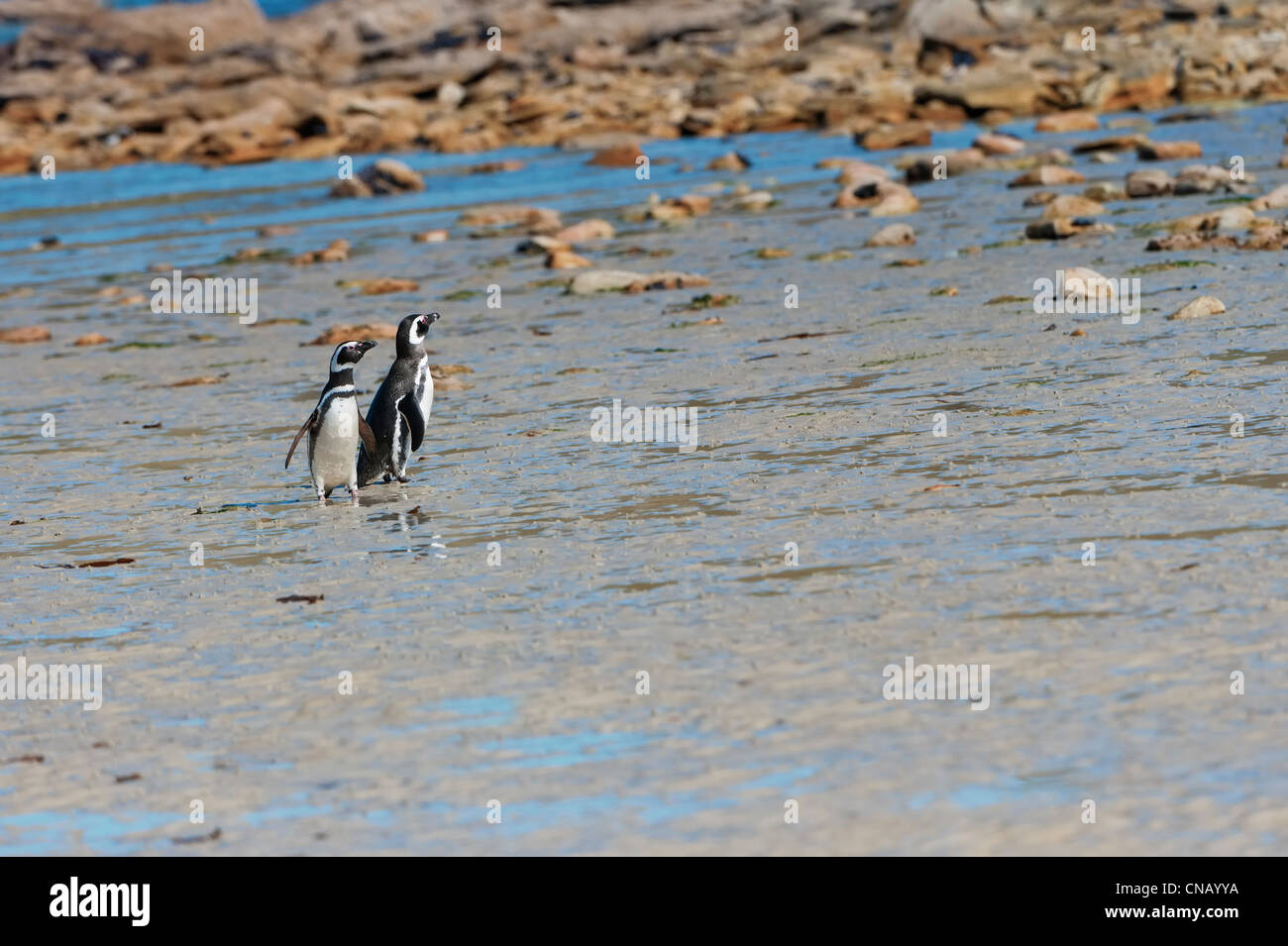Two Magellanic penguins (Spheniscus magellanicus) on the shore, New Island, Falkland Islands Stock Photo
