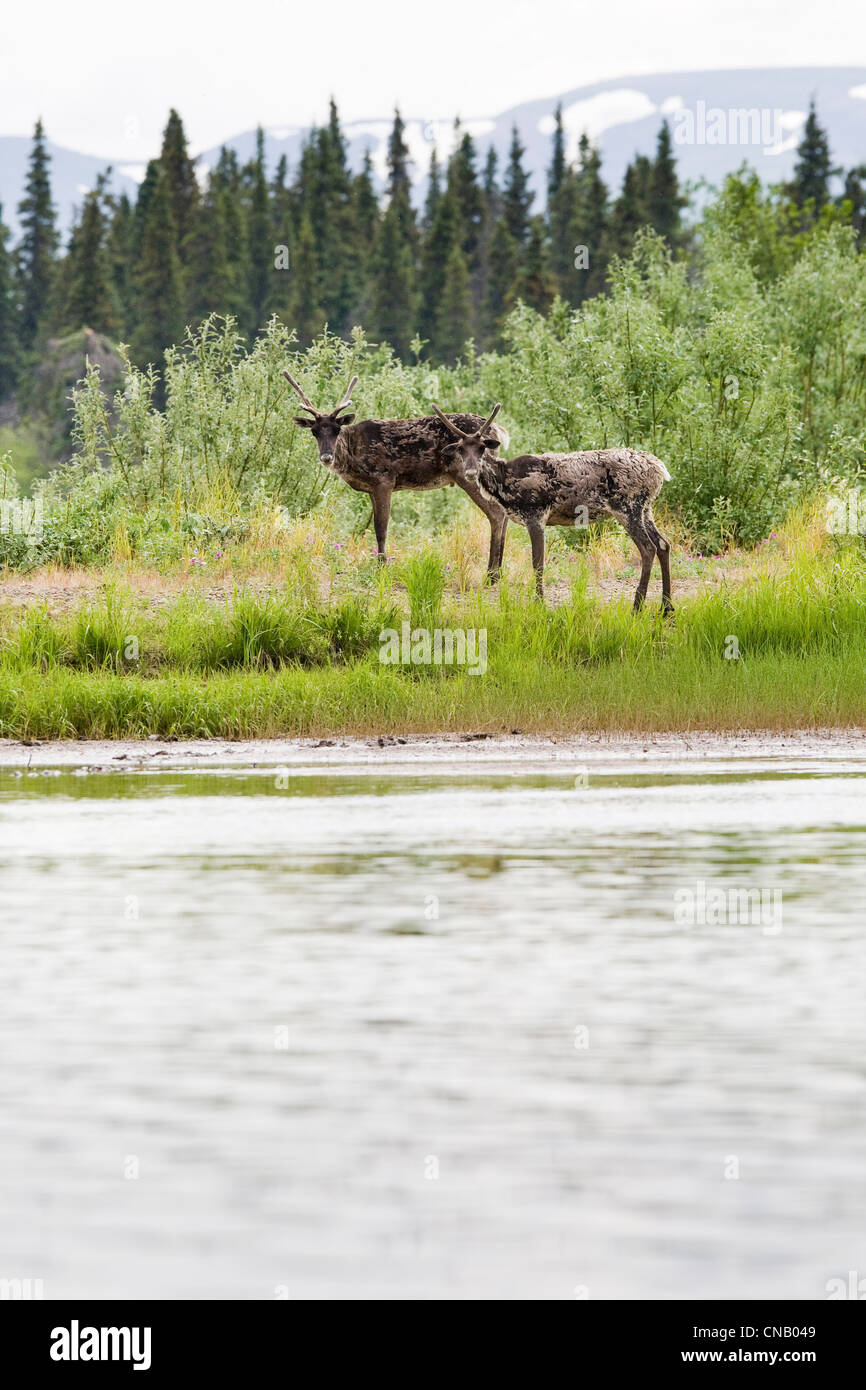 Two caribou stand along the Koktuli River, Bristol Bay area, Southwest Alaska, Summer Stock Photo