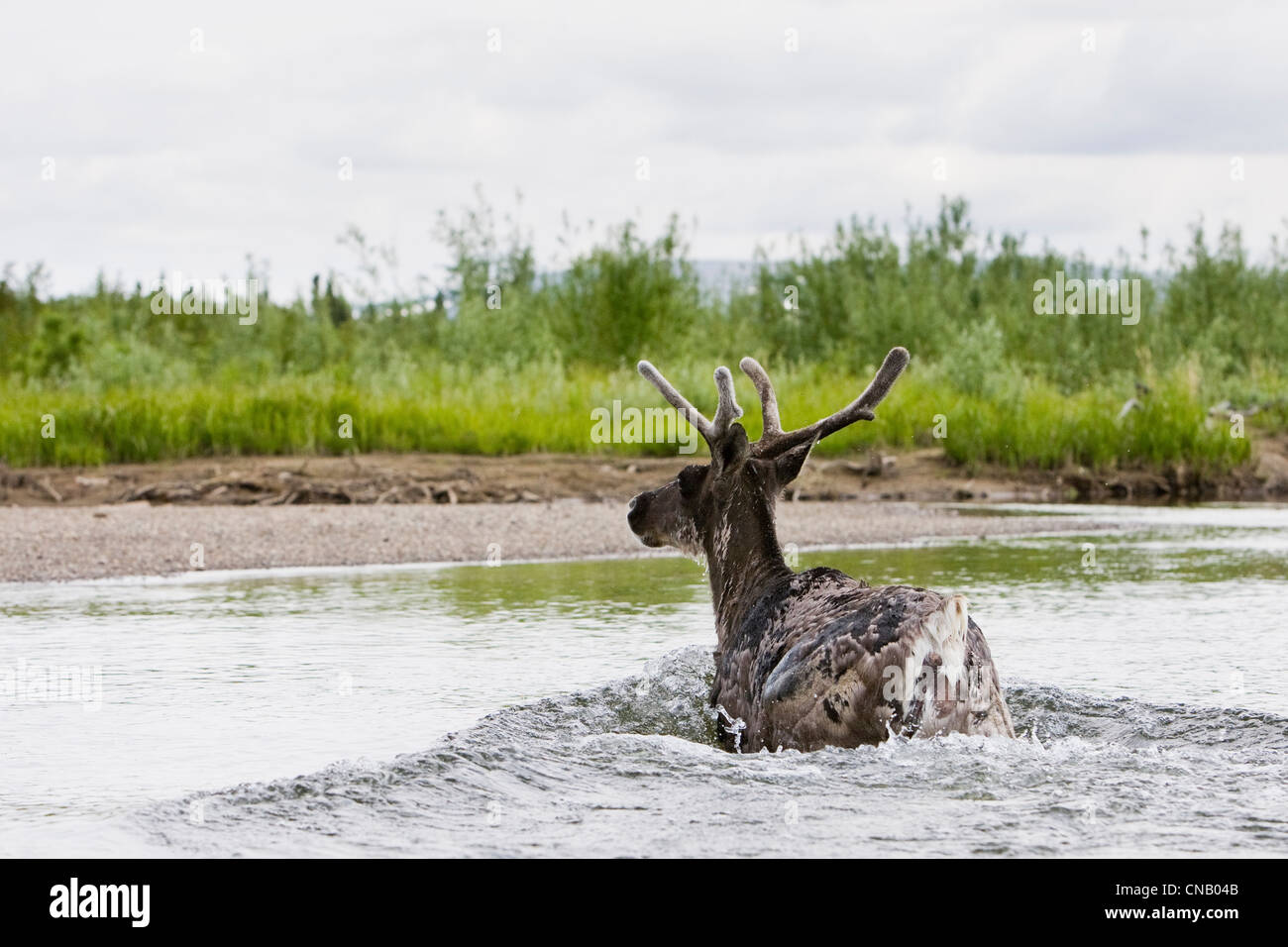 Caribou crosses the Koktuli River, Bristol Bay area, Southwest Alaska, Summer Stock Photo