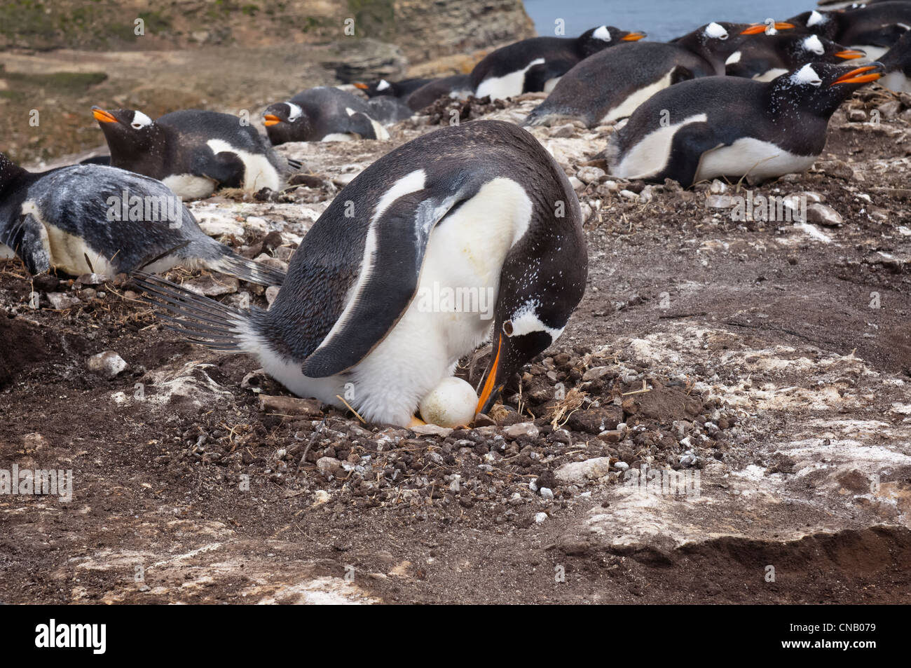 Gentoo penguin (Pygoscelis papua) in the nest with an egg, New Island, Falkland Islands Stock Photo