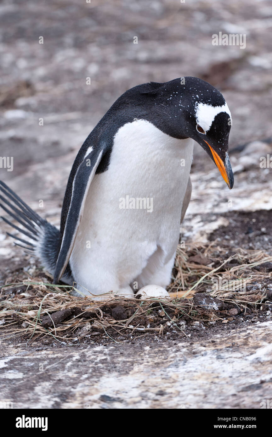 Gentoo penguin (Pygoscelis papua) in the nest with an egg, New Island, Falkland Islands Stock Photo