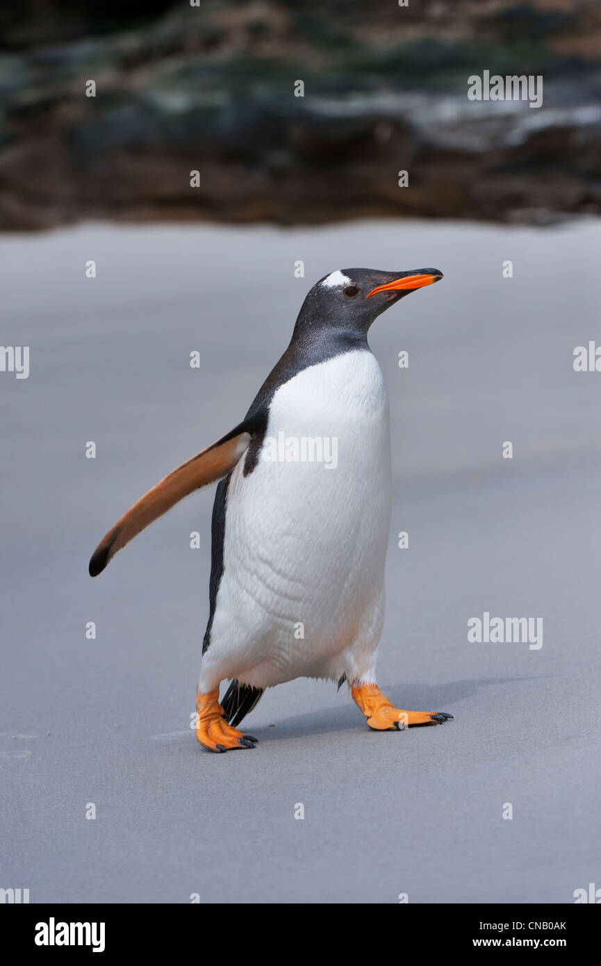 Gentoo penguin (Pygoscelis papua), Saunders Island, Falkland Islands Stock Photo
