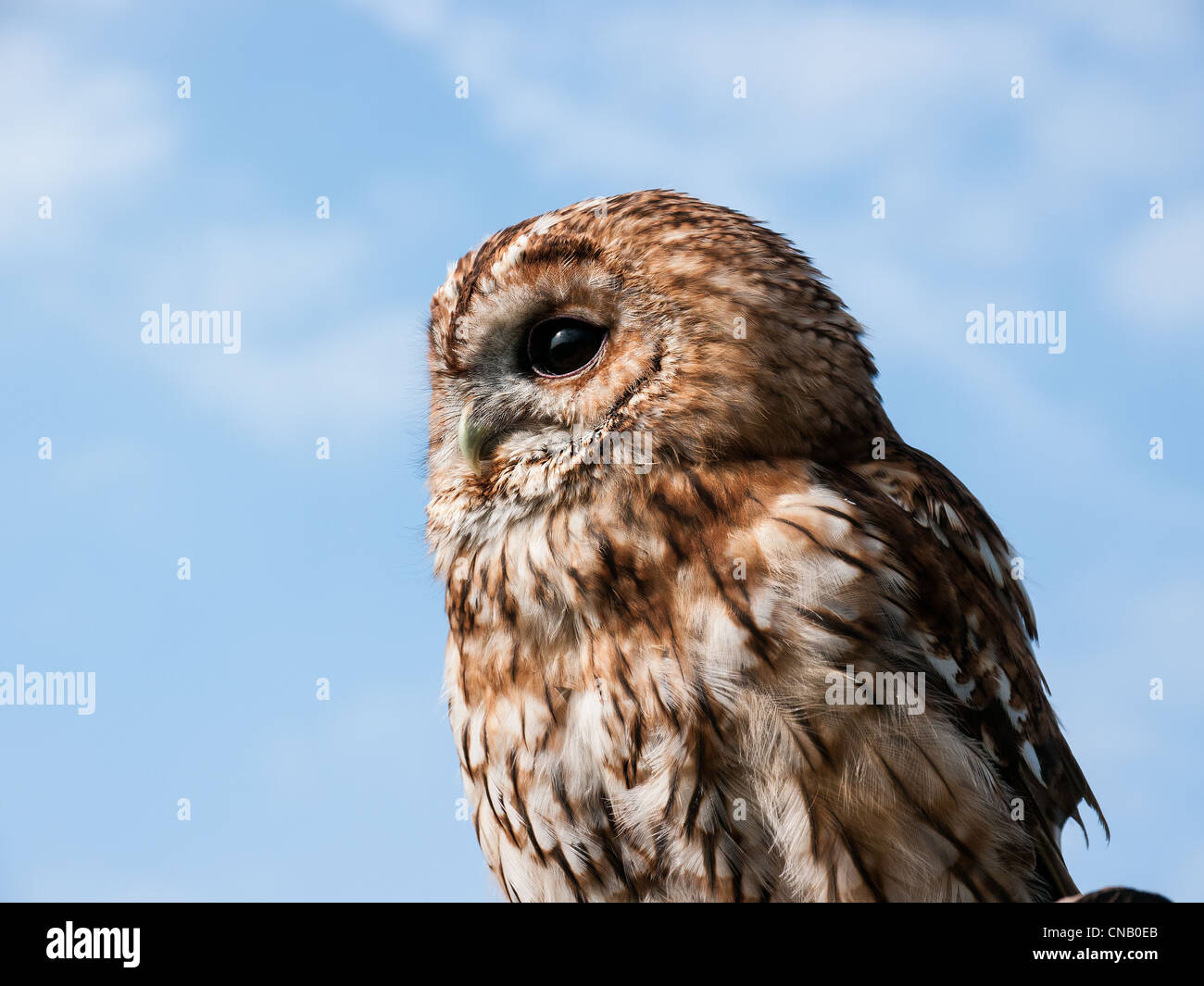 Close up of Tawny Owl at Chenies, Amersham, Bucks, UK Stock Photo