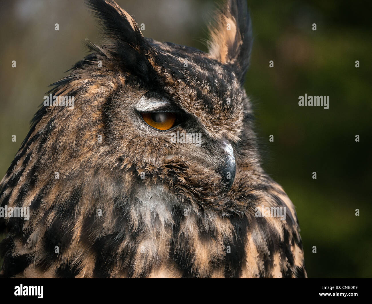 Close up European Eagle Owl with orange eyes, Bucks, UK Stock Photo