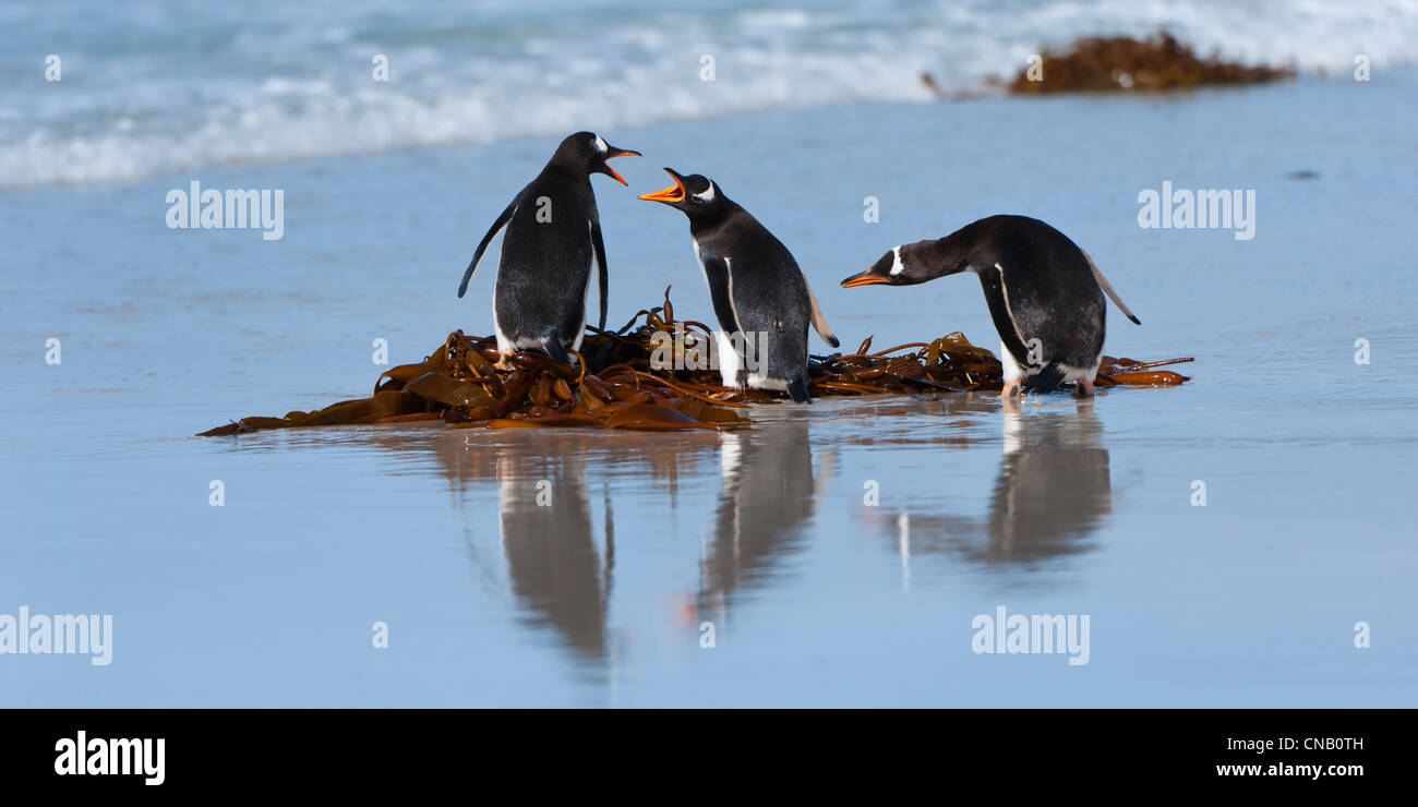 Group of Gentoo penguins (Pygoscelis papua) fighting on the beach, Saunders Island, Falkland Islands Stock Photo