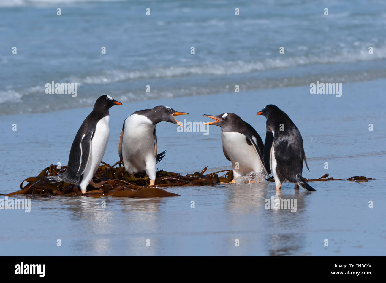 Group of Gentoo penguins (Pygoscelis papua) fighting on the beach, Saunders Island, Falkland Islands Stock Photo