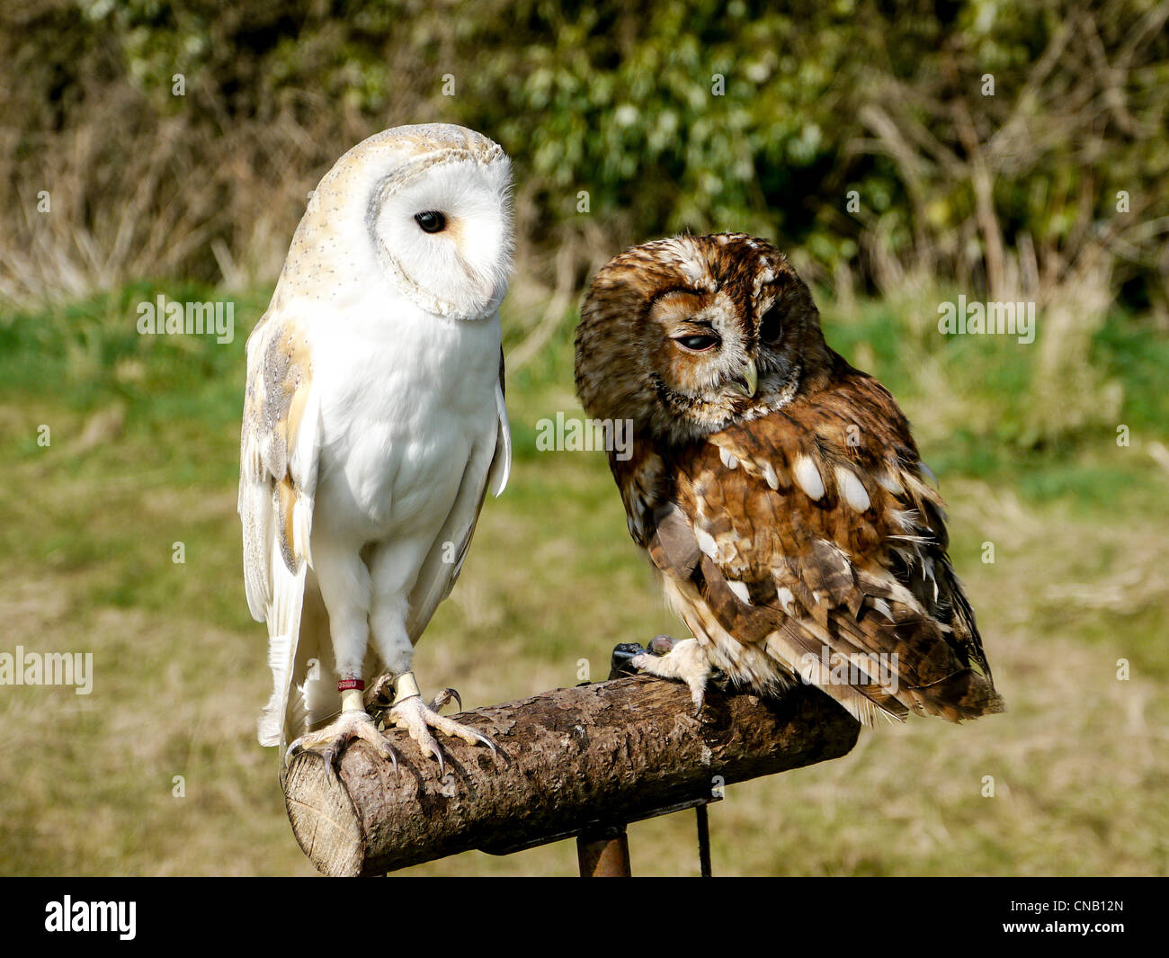 Brown Barn Owl and Tawney Owl on perch at Chenies House, Amersham, Bucks,  UK Stock Photo - Alamy