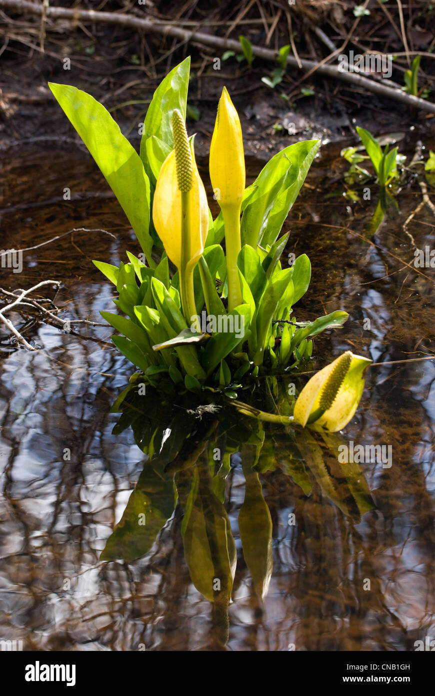 The marsh plant yellow bog arum or skunk cabbage (Lysichiton americanus
