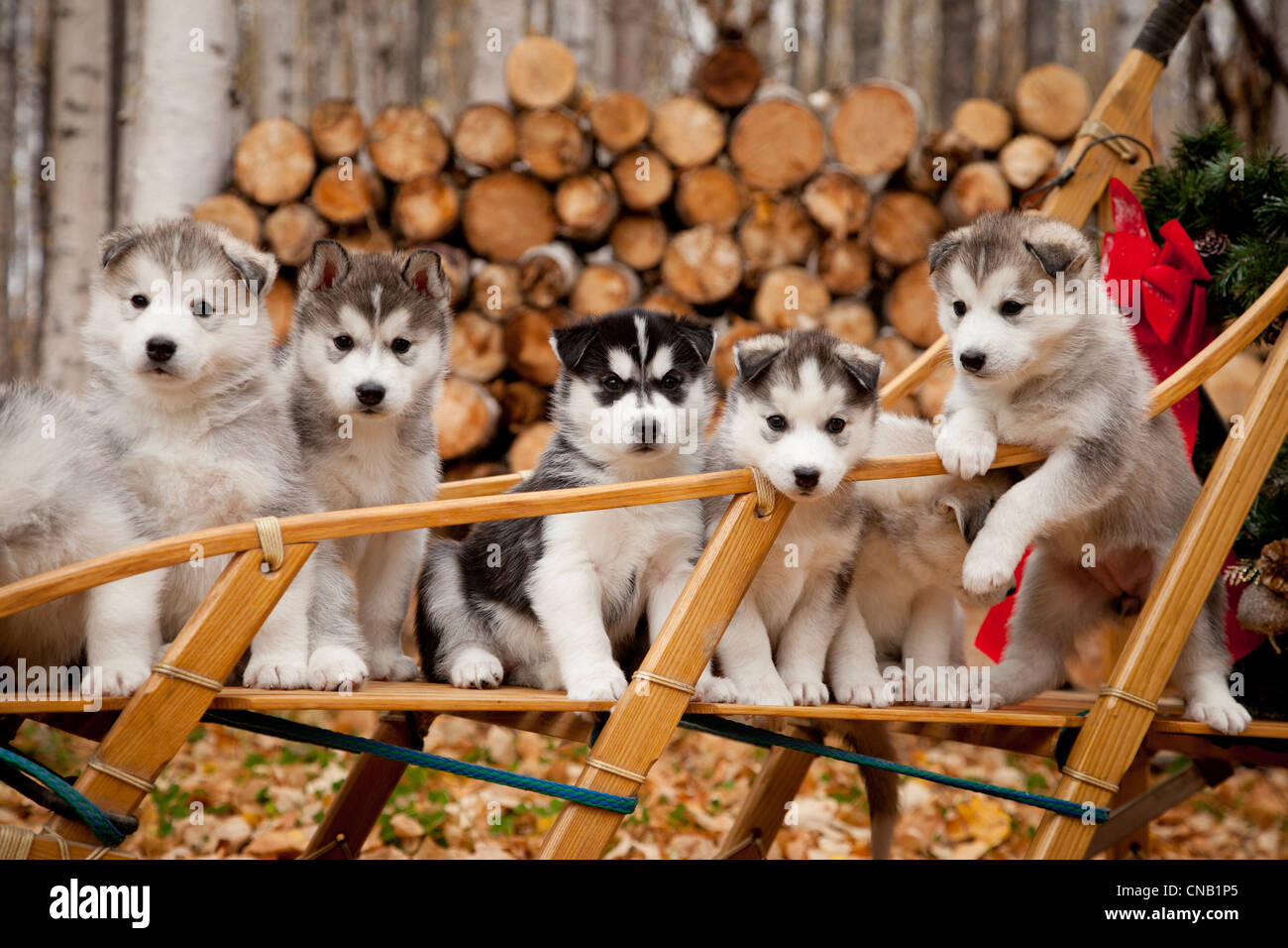 Husky Dog Sitting High Resolution Stock Photography and Images - Alamy