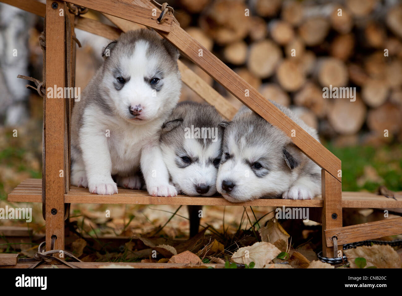 Pure-bred Siberian Husky puppies in small wooden dog sled, Alaska Stock Photo