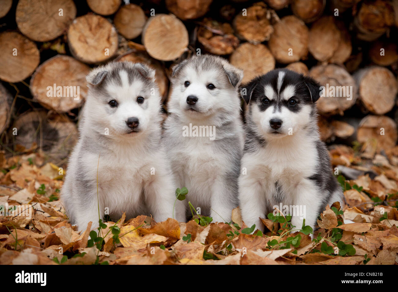Siberian Husky puppies sit in Autumn leaves in front of a stack of firewood logs, Alaska Stock Photo