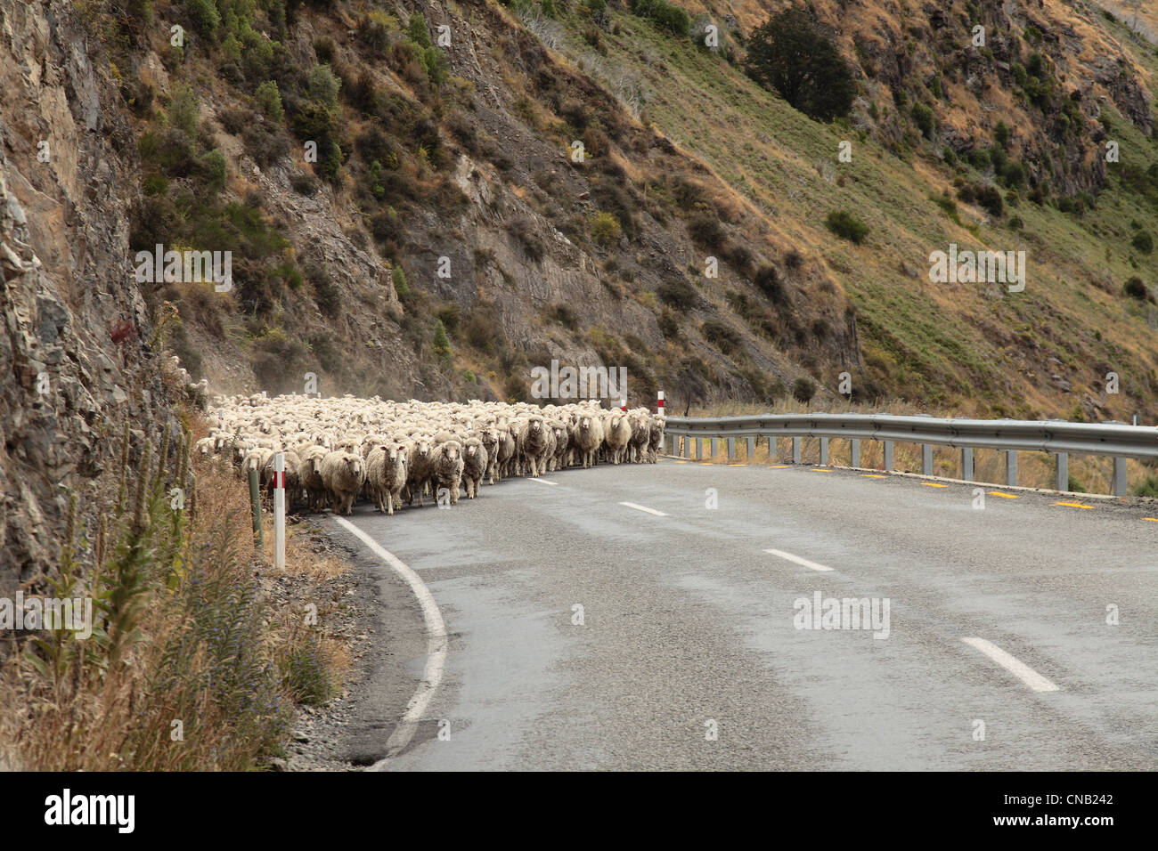 Sheep being mustered along the road - Arthur's Pass New Zealand Stock Photo