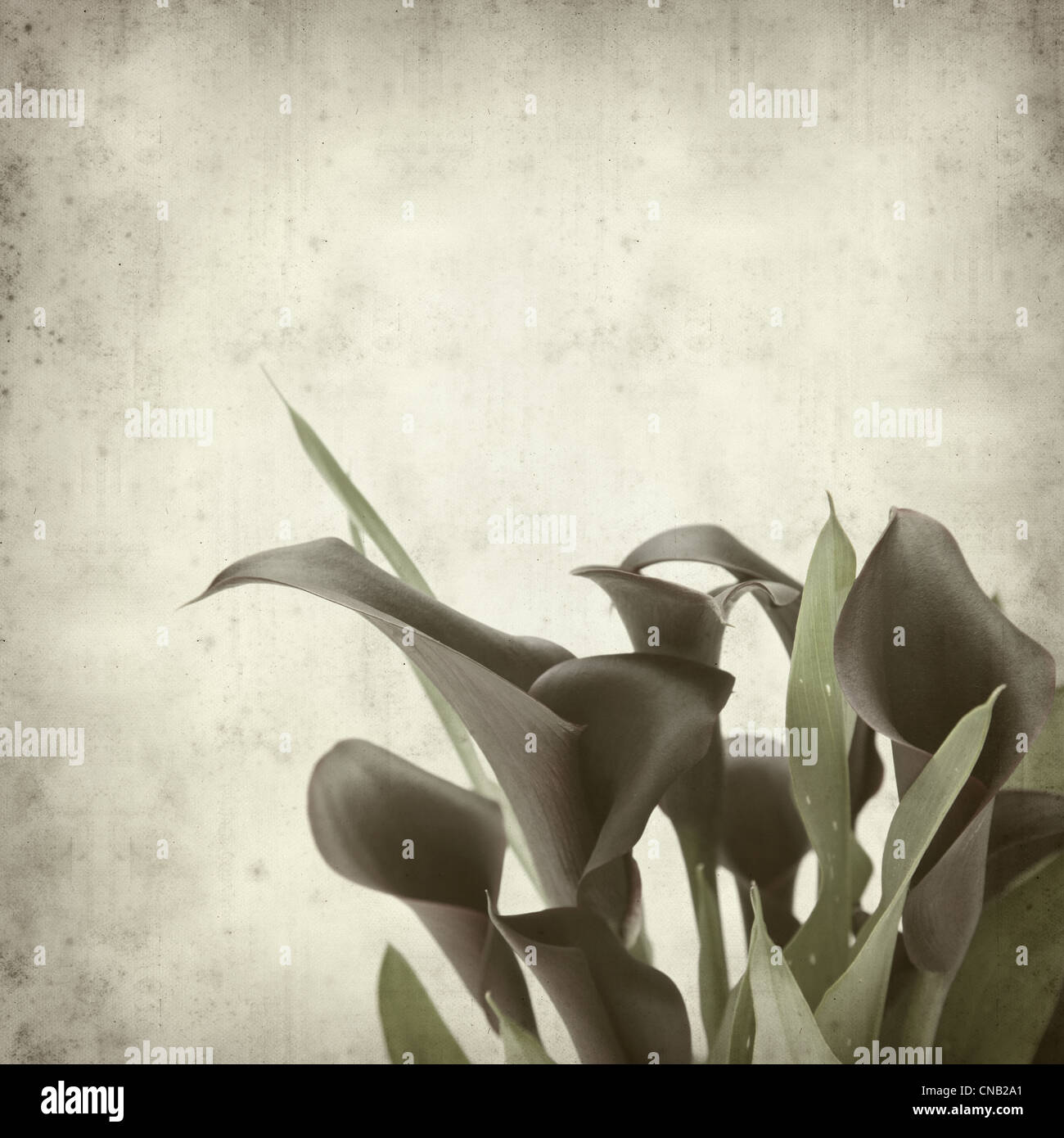 textured old paper background dark purple calla lilies Stock Photo - Alamy