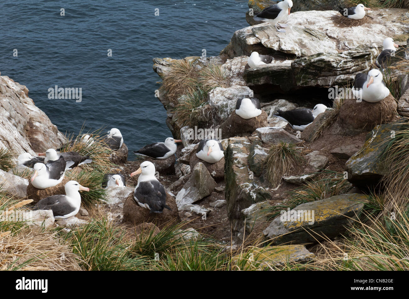 Black-browed Albatross or Black-browed Mollymawk (Diomedea melanophris) rookery, New Island, Falkland Islands Stock Photo